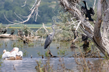 Great Cormorant (Phalacrocorax carbo), Grey Heron and Dalmatian Pelicanin natural habitat