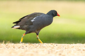 Obraz premium Moorhen (Common Moorhen) in natural habitat