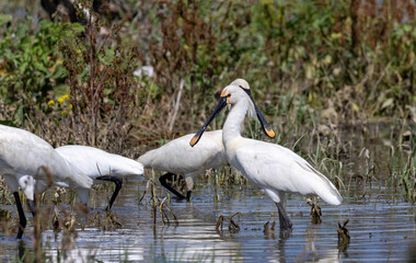 Eurasian Spoonbill in natural habitat