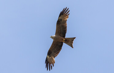 Obraz premium Black Kite in natural habitat
