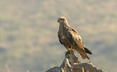 Fototapeta premium Black Kite in natural habitat
