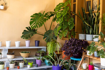 Indoor plant display with tropical monstera and other indoor plants in decorative pots