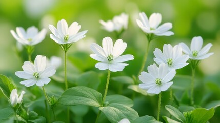 Close-up of delicate white flowers blooming in a lush green meadow, bathed in soft sunlight.