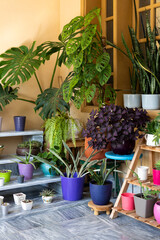 Fototapeta premium Creative indoor plant display of home garden filled with a lot of beautiful indoor plants, cacti and succulent plants in different color pots.