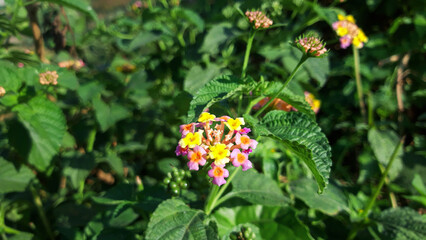 Lantana camara flowers . A vibrant display of multiple lantana flowers in various colors, 