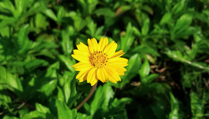 Yellow Sphagneticola trilobata  Flower or Wedelia Trilobata Plant  .  A vibrant yellow flower stands out prominently in the center of a lush green field.