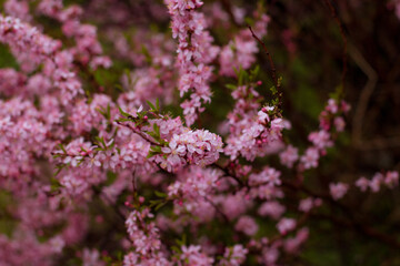 Obraz premium Almonds Flowers. Blossoming almonds on the branch by spring day.