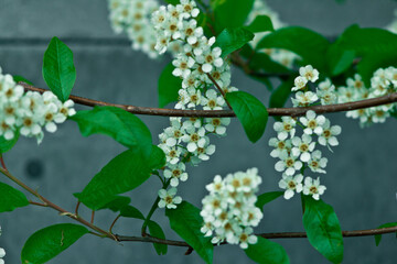 Bird Cherries flowers on the branch. Flowering cherries in spring.