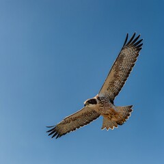 A falcon in mid-dive against a clear blue sky.