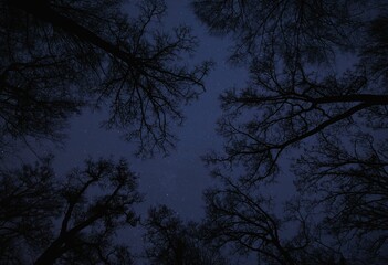 Obraz premium Silhouetted tree branches against a starry night sky.