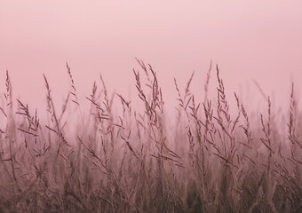 reeds at sunset