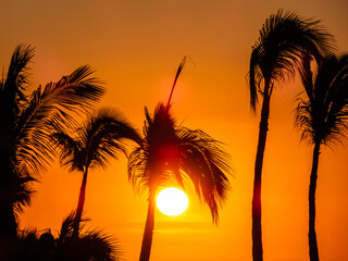 The silhouette of palm trees stands out against the backdrop of a breathtaking sunrise, evoking a tropical paradise in Los Cabos, Baja California Sur, Mexico.