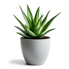 Fototapeta premium Aloe vera plant in a pot isolated on white background