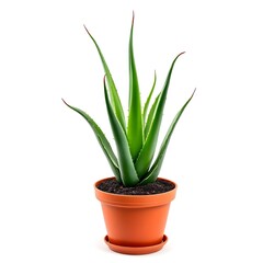 Fototapeta premium Aloe vera plant in a pot isolated on white background
