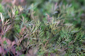 Obraz premium This is an elegant closeup of vibrant, delicate green foliage that perfectly showcases its natural beauty