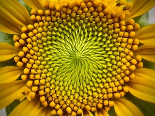 Macro view of Sunflower before complete growth