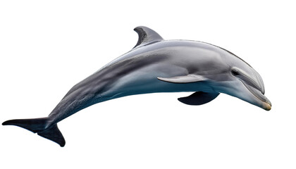 Obraz premium Majestic Dolphin Leaping Ocean Wildlife Marine Mammal Aquatic Animal Sea Creature Underwater Nature