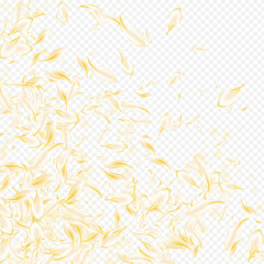 Obraz premium Yellow_petals_transparent_background_43.eps