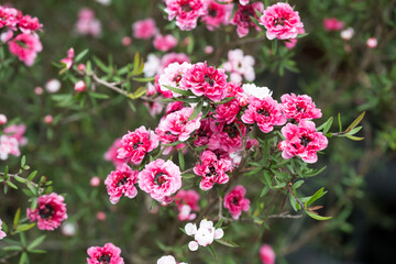 Obraz premium Beautiful Broom tea-tree (leptospermum scoparium) flowers.