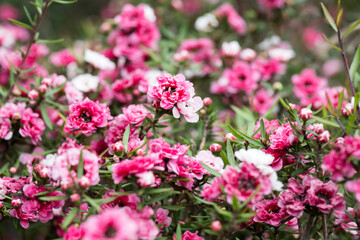 Fototapeta premium Beautiful Broom tea-tree (leptospermum scoparium) flowers.