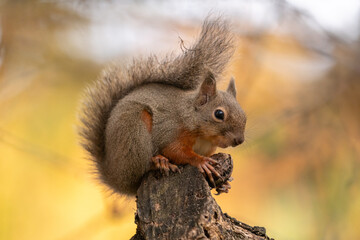 Obraz premium 木の上で木の実を食べるニホンリス 