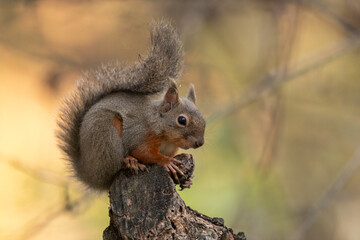 Obraz premium 木の上で木の実を食べるニホンリス 