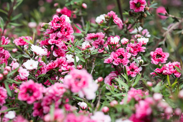 Beautiful Broom tea-tree (leptospermum scoparium) flowers.