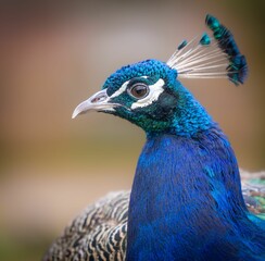 Obraz premium Close-up of a vibrant peacock with its iridescent blue and green plumage