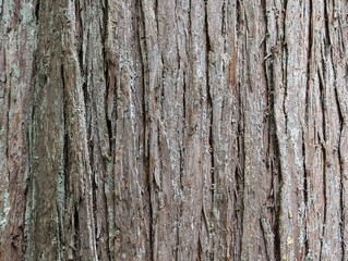 3d texture of the bark of the a thuja trunk. Wood texture background. Bark texture of Thuja 