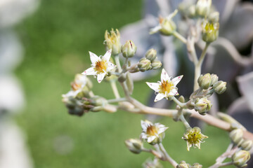 Beautiful Ghost Plant (graptopetalum paraguayense) flowers.
