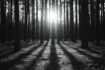 A serene forest scene with tall trees casting long shadows, illuminated by a soft, glowing light from the sun peeking through the branches.