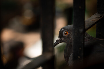 High-quality detailed closeup of a pigeon on a fence