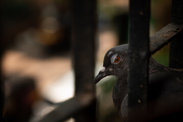 High-quality detailed closeup of a pigeon blinking on a fence