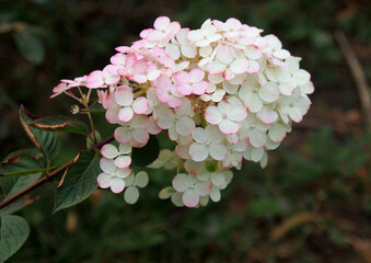 Changing the color of the inflorescence of a popular variety of hydrangea