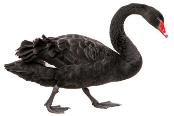 Fototapeta premium Black Swan. 