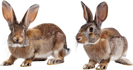 Adorable Brown Rabbits Easter Bunny Pets Wildlife Farm Animals Closeup