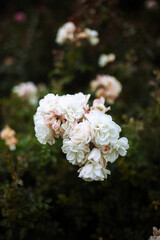Fototapeta premium Bushes of delicate white rose bushes. Cloudy day in the garden. 