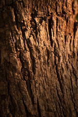 Dry tree bark during golden light