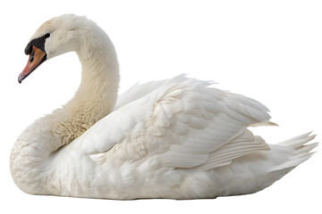 Fototapeta premium White Swan. PNG.
