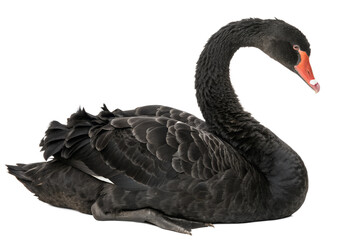 Fototapeta premium Black Swan. PNG.
