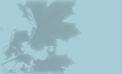 The shadow of the flower leaves on the blue wall. Black and white image for photo overlay or mockup
