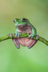 Obraz premium The Australian green tree frog (Ranoidea caerulea/Litoria caerulea), also known as simply green tree frog in Australia, White's tree frog, or dumpy tree frog