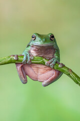 Obraz premium The Australian green tree frog (Ranoidea caerulea/Litoria caerulea), also known as simply green tree frog in Australia, White's tree frog, or dumpy tree frog