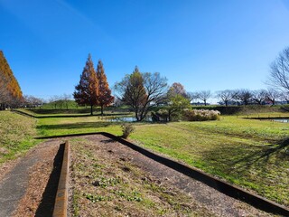 日本の晩秋風景、メタセコイヤの紅葉