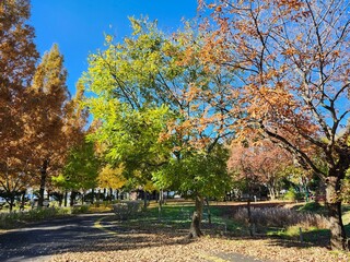 埼玉県農業公園の晩秋風景