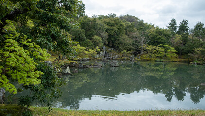 Japanese garden with pond a Spring day, Black pine and maple trees, moss covered rocks, blossom petals on calm water