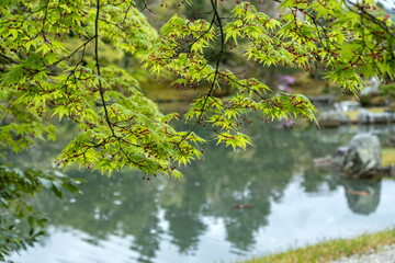 Maple tree branch with fresh leaves closeup view, blur pond with calm water. Japanese garden a Spring day,