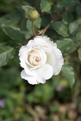 Fototapeta premium Beautiful rose in garden.
