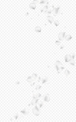 White_petals_transparent_background_106.eps