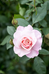 Beautiful rose in garden.
